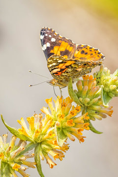 Painted lady butterfly on yellow flowers