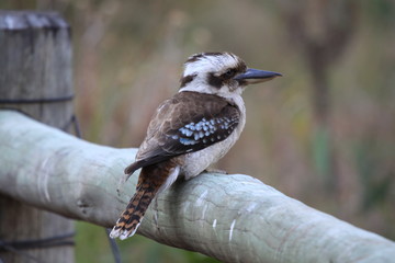 wild kookaburra in Australia
