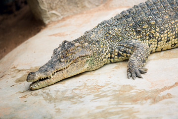 Crocodile