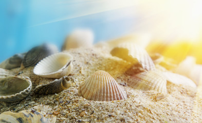 background sea shells (recreation, tourist, travel, holiday concept)