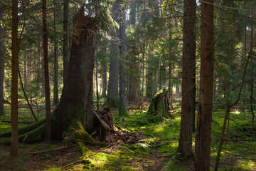 Old coniferous stand in summer morning