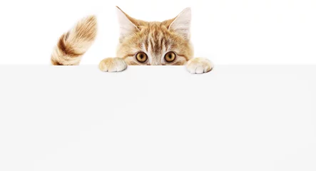 Selbstklebende Fototapete Katze Lustige Hauskatze zeigt ein Plakat isoliert auf weißem Hintergrund leere Web-Banner-Vorlage und Kopienraum