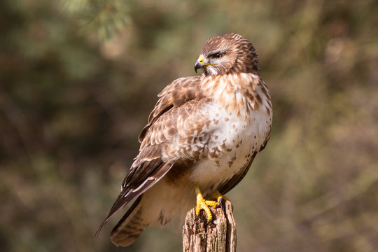 M&auml;usebussard auf Eichenpfahl vor nat&uuml;rlichen Hintergrund