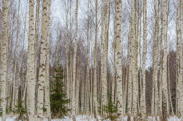 birch trees white in winter snow