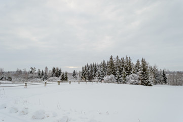 winter rural scene with snow and white fields