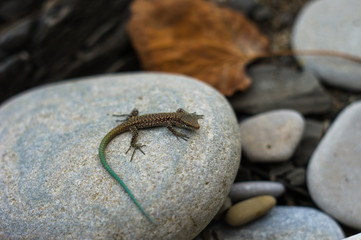 brown spotted lizard with green tail