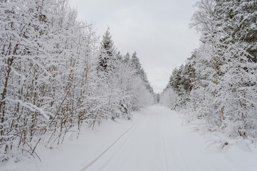 winter rural scene with snow and white fields