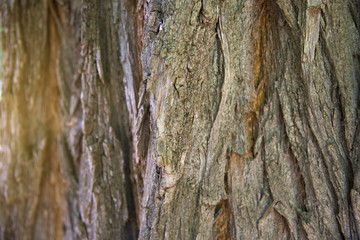 Colorful background with bark of the acacia tree and sunlight, space for text
