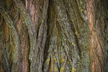 Bark of the acacia tree, set collection of bark of trees