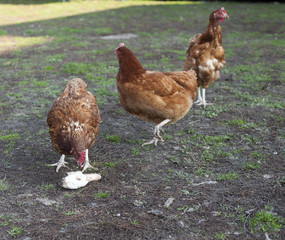 Naklejka na ściany i meble two hens eat duck head. Chickens feed in front of shed. Vilage custom to feed hen