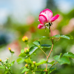 Close up of beautiful spring flowers at blurred background