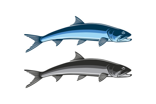 ladyfish and giant herring