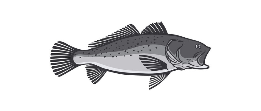 sea trout