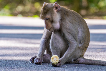 Monkey eating corn © asiastock