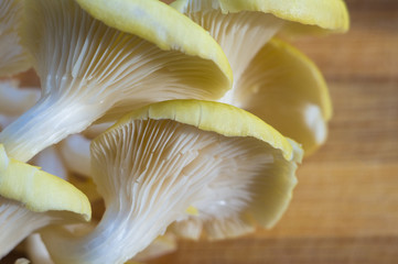 fresh yellow oyster mushrooms on a bamboo Board