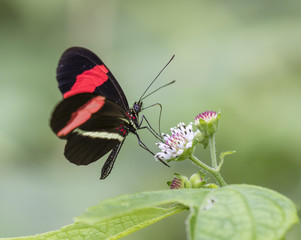 Red postman butterfly (Heliconius erato) feeding on a flower, Belize, Central America
