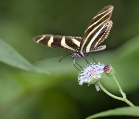 Fototapeta premium Zebra Longwing Butterfly (Heliconius charitonius) feeding on a flower, Belize, Central America
