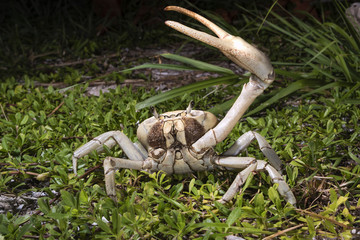 Blue land crab (Cardisoma guanhumi) in defensive posture at night, Caye Caulker Island, Belize, Central America © Ivan Kuzmin
