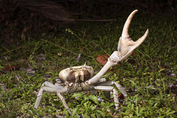 Blue land crab (Cardisoma guanhumi) in defensive posture at night, Caye Caulker Island, Belize, Central America