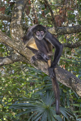 Yucatan Geoffroy's spider monkey (Ateles geoffroyi) in rainforest, Belize, Central America