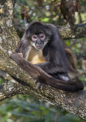 Yucatan Geoffroy's spider monkey (Ateles geoffroyi) in rainforest, Belize, Central America