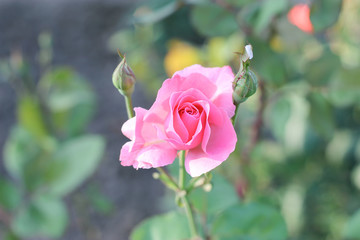  A bunch of dry thyme