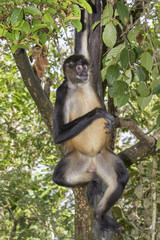 Yucatan Geoffroy's spider monkey (Ateles geoffroyi) in rainforest, Belize, Central America