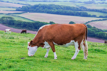 Fototapeta na wymiar Cow grazing in the countryside