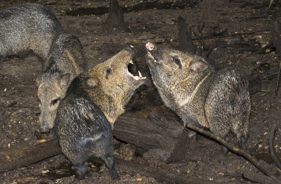 Collared peccary (Pecari tajacu) fighting in swampy rainforest, Belize, Central America