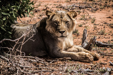Leone nella savana del Kenya