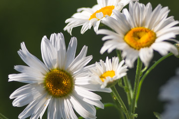 Blooming camomile, selective focus