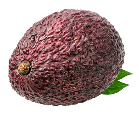 Fresh brown avocado isolated on white background with clipping path