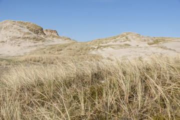 Dunes on Holmsland Klit in Denmark.