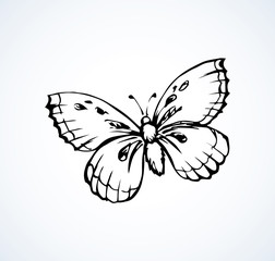 Butterfly. Vector drawing