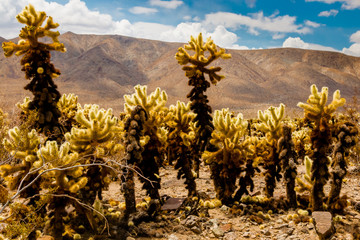 Joshua Tree National Park, Kalifornien, USA