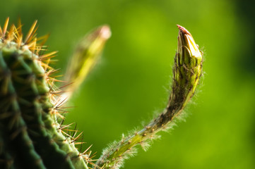 Cactus echinopsis tubiflora