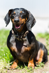 Black young dachshund dog on a sunny day sitting on the grass