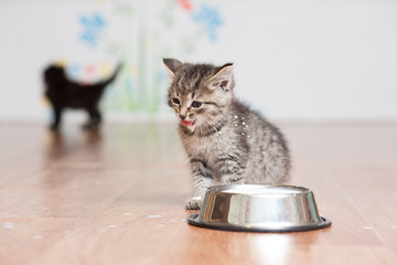 A small gray kitten without a breed sits on the floor near a metal cup with milk