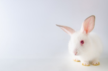 White rabbit in easter animal concept