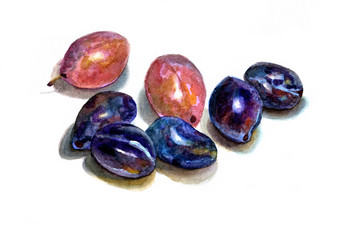 Watercolor plums on white background