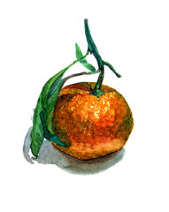 Watercolor mandarin with leaves