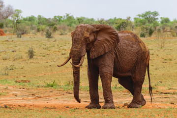 Funny Dirty Elephant