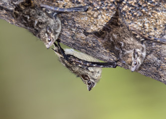 Proboscis bats (Rhynchonycteris naso) roosting on a tree bark in rainforest, Pacaya Samiria National Reserve, Yanayacu River, Amazon area, Peru