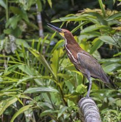 Fototapeta premium Rufescent tiger heron (Tigrisoma lineatum) in rainforest, Pacaya Samiria National Reserve, Yanayacu River, Amazon area, Peru