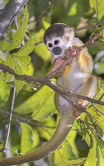 Obraz premium Squirrel monkey (Saimiri sciureus) in rainforest canopy, Pacaya Samiria National Reserve, Yanayacu River, Amazon area, Peru