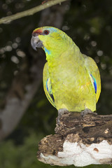 Festive amazon (Amazona festiva) in the rainforest, Pacaya Samiria National Reserve, Yanayacu River, Amazon area, Peru