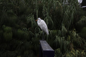 Ave blanca en naturaleza