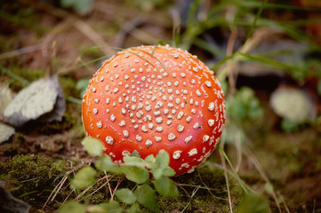 Fly agaric, poisonous mushroom red, growing in the grass. Inedible