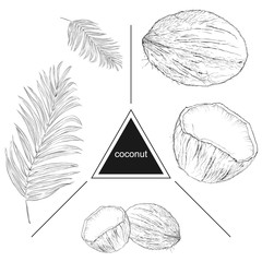 Set of tropical fruits: coconuts and leaves. Vintage style. Hand drawn sketch on white background. Design elements for banner, cover, label, package, promote.