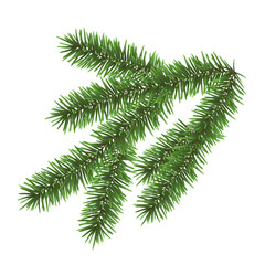 Vector realistic green coniferous branch isolated on white background - christmas decoration